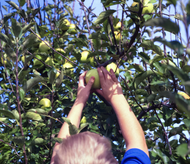 孩子摘苹果图片下载