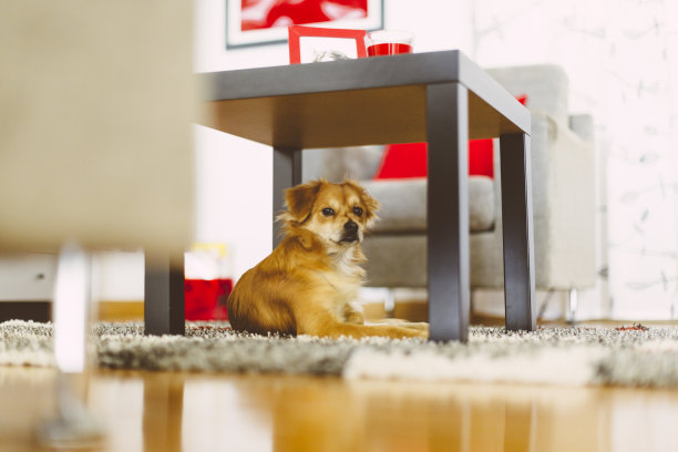 小狗躺在地毯上图片下载