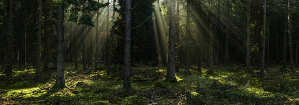 阳光穿过森林的树冠林地全景图片下载