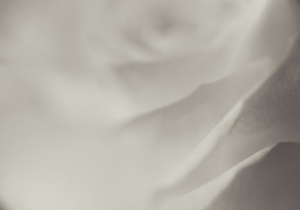 抽象的玫瑰背景黑色和白色图片下载