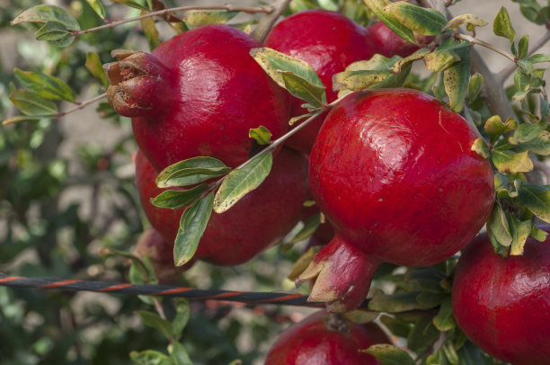 树上成熟的石榴的特写图片下载