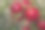 树上成熟的石榴的特写图片下载