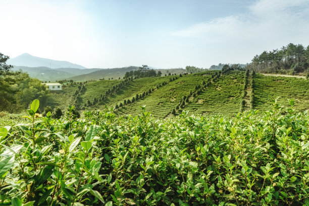 中国的茶园图片下载
