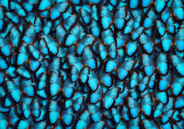 蝴蝶照片素材ID：149586886