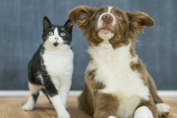 等待款待素材图片