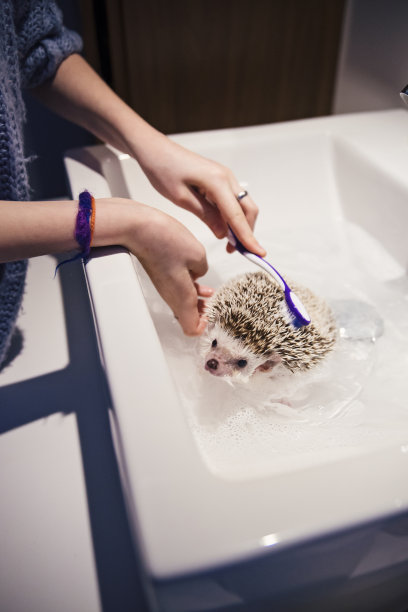 小女孩用牙刷在水槽里洗她的刺猬宠物。图片下载