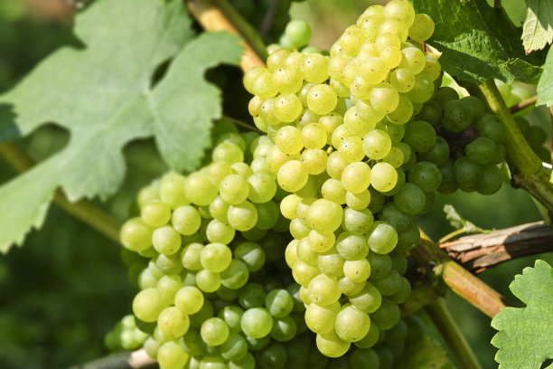 产于下奥地利著名的瓦乔(斯皮兹)的酿酒葡萄图片下载