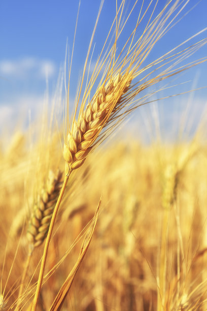 麦图片素材专题