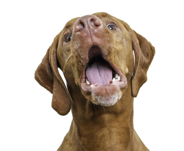 一只白色的维兹拉狗在乞求食物图片下载