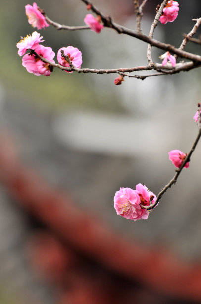 红梅在春天盛开素材图片