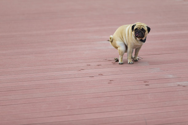 哎呀，我又来了！图片下载