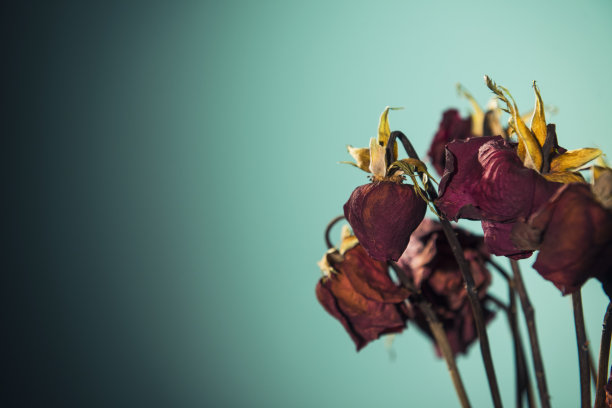 桌上花瓶里的死玫瑰图片下载