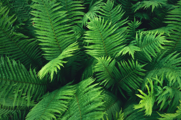 蕨类植物的背景图片下载