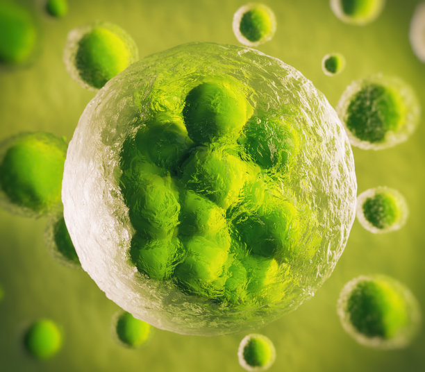 细胞分裂图片下载