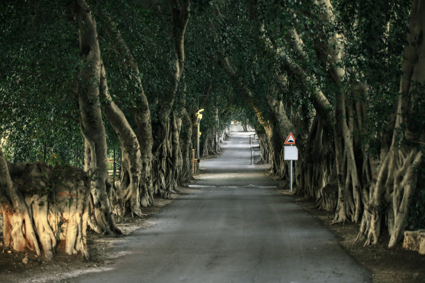 古树小道图片下载