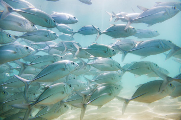 学校的鱼素材图片