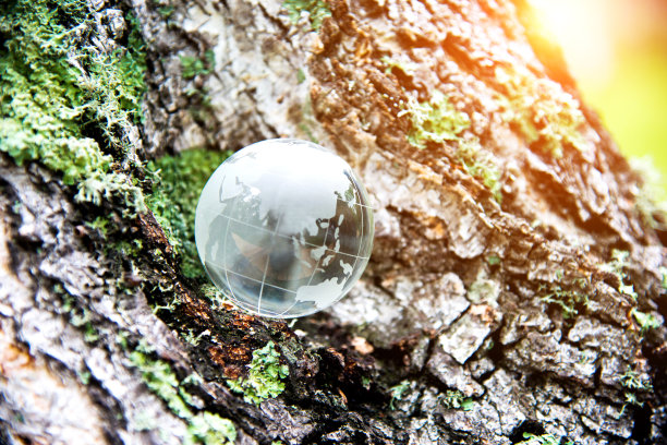 一棵老树上的水晶世界图片下载