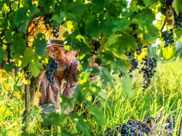 农夫在葡萄园里收割葡萄图片下载