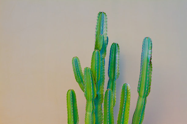 烛台仙人掌(大戟)，谭墙背景图片下载