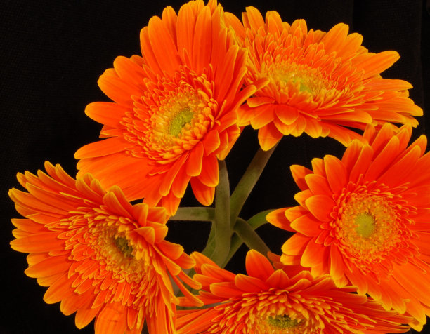 Symetrical茎图片下载