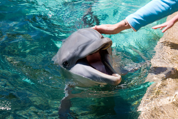 海豚友好图片下载