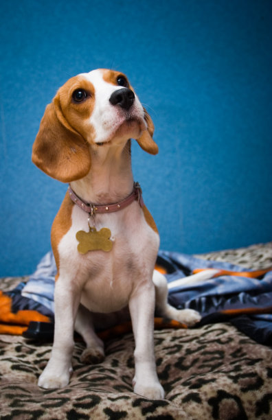 小猎犬的肖像图片下载