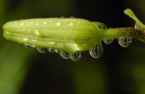 天堂的眼泪图片下载
