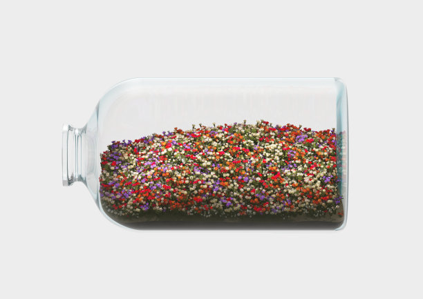 瓶子里的花图片下载