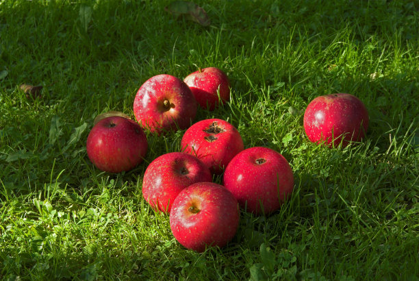 红苹果图片下载