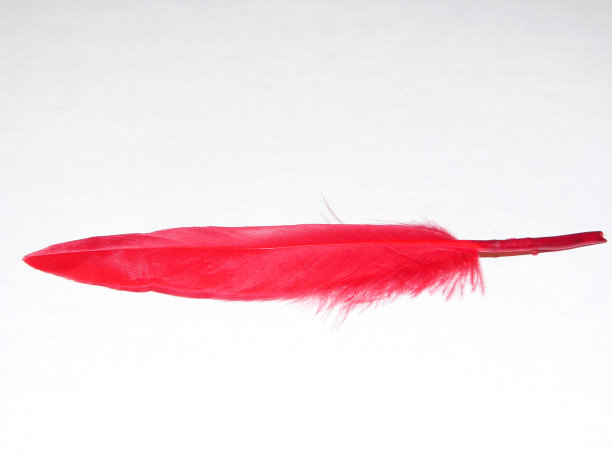 鲜红的羽毛图片下载