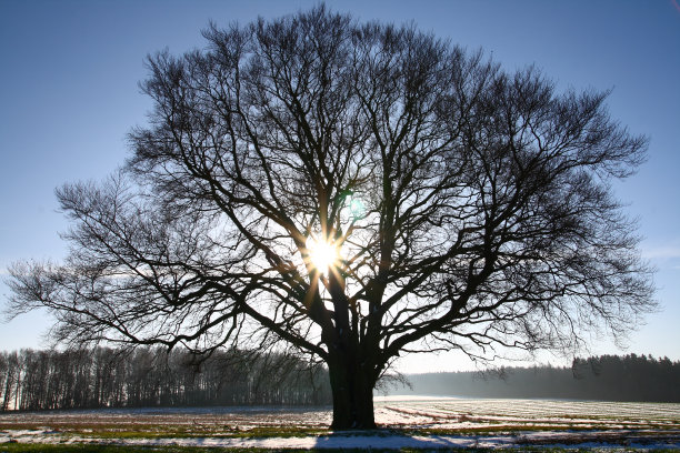 古老的山毛榉树图片下载