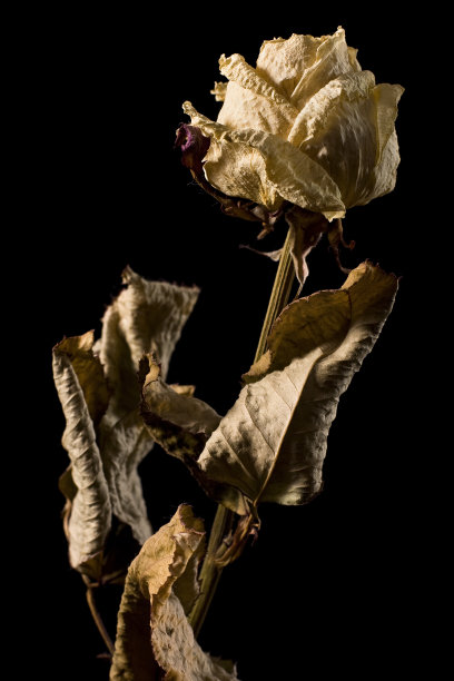 干玫瑰图片下载