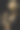 干玫瑰图片下载