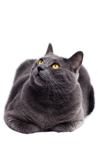 猫抬头图片下载