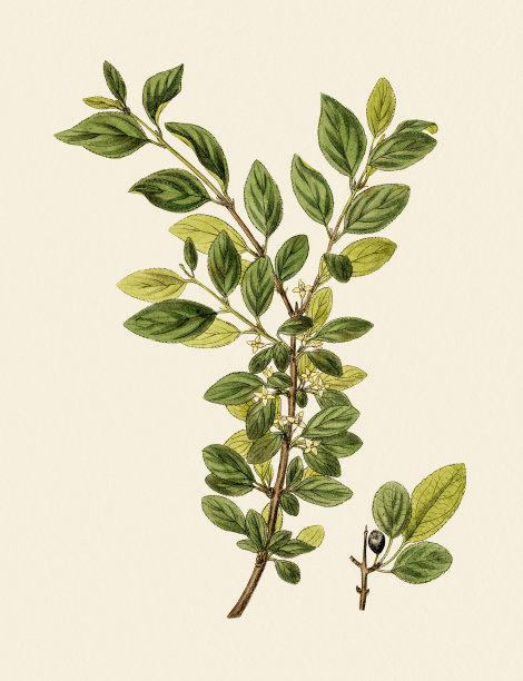 沙棘，19世纪的植物学例证素材图片