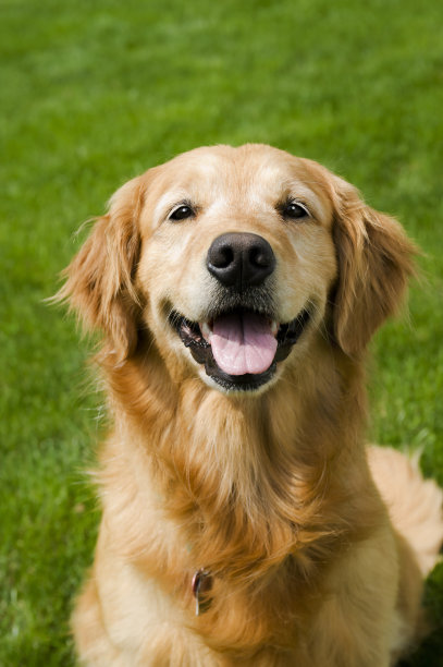 狗在草地上图片下载