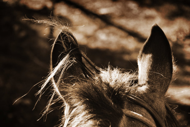 阳光照亮了山区牧场的马的鬃毛图片下载