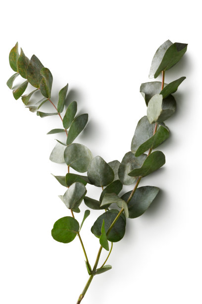 花:桉树孤立在白色的背景图片下载