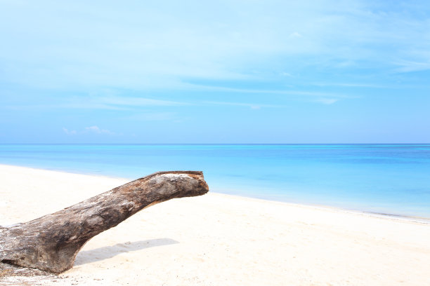 海滩上的烂木头图片下载