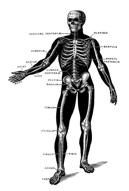 古董医学科学插图高分辨率:骨骼图片下载