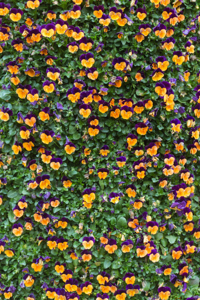 三色堇花的背景图片下载