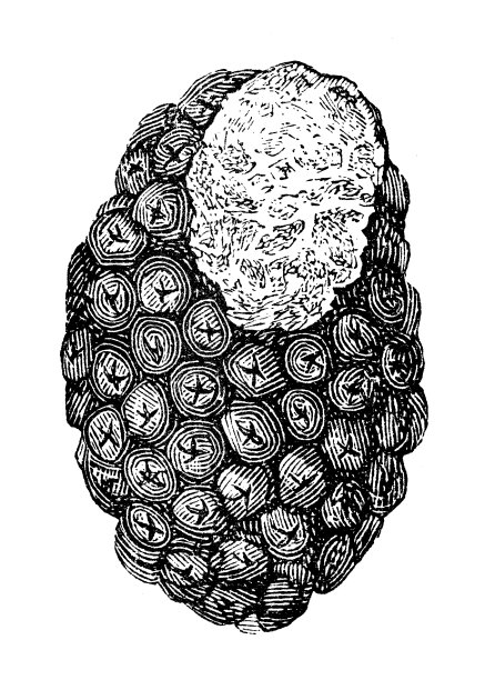 古色古香的松露插图图片下载