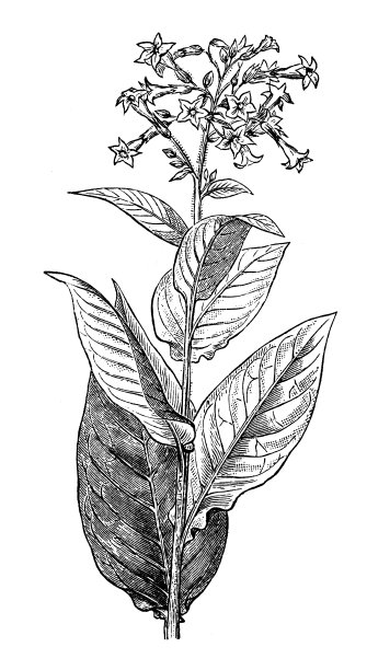 烟草古董插图(Nicotiana tabacum)图片下载