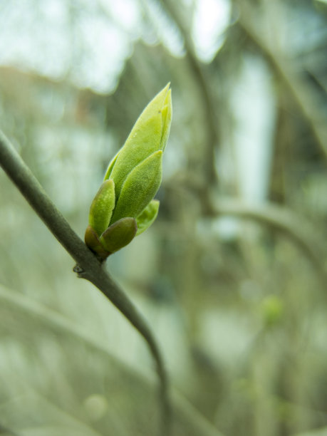 春天的花蕾图片下载