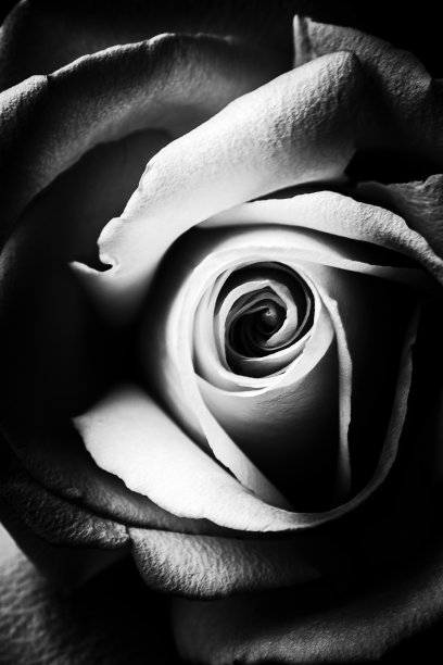 宏玫瑰花图片下载