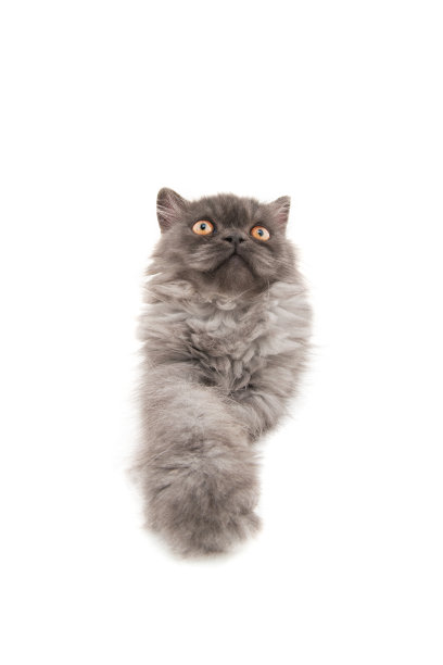 灰色的猫图片下载