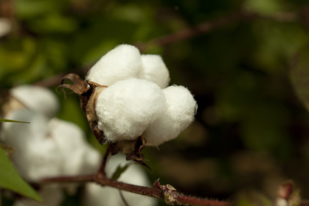 柔软的棉花图片下载