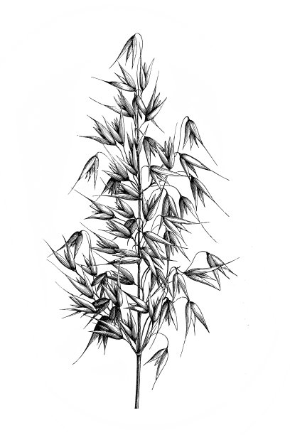 燕麦(燕麦属漂白亚麻纤维卷)图片下载