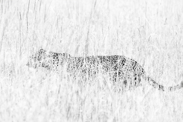 黑白藏豹在野外的背景图片下载