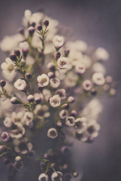 精美的新鲜蜡花花瓶在黑色背景图片下载
